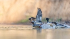 ǰ����ӵ�Ե���