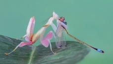 ������ʳ