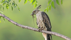 ������С�ˡ���