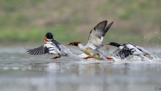 ������Ծ��