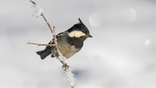 ���ڹ�ɽȸ��