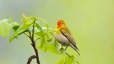 ���ľ���