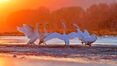 ����Բ����