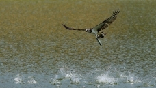 ����һ����