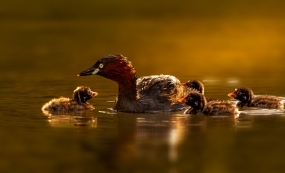 ����ʪ�صĴ���ů�裺С�G�f����������