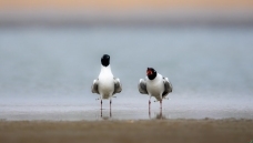 ���ĺ���