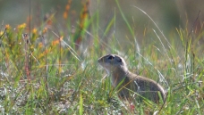 ���ڶ�����