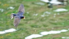 ���ࣨ2026.03.26��