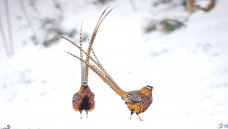 ������β��