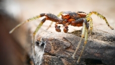 �Ӹ�����