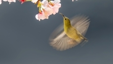 ��β̫����