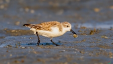 ��ʳ����