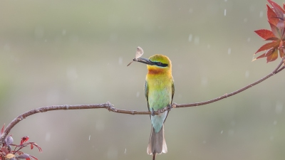 ���в���