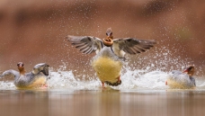 ������ʳ