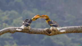 ����ӯ��