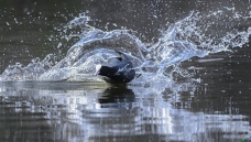 �׹Ƕ�:���˶���