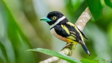�o
