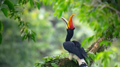 ����Ϭ��