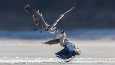 ͻϮ��������