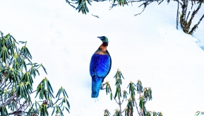 ѩɽ�ؾ���������ʺ���