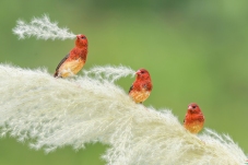 ����÷��ȸӭ����