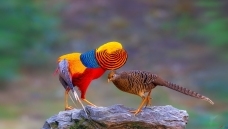 ������ż