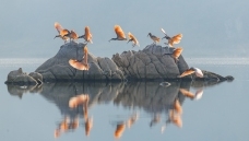 ʯ�����q��ˮ��ӭ��