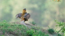 ����չ��