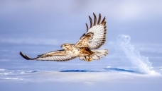 �����\�裨�ٻ񱾰��������