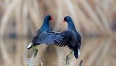 έ������