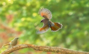 �Ƽ�������ũɽ´�ĳȳ�����