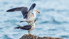 ��ʯ�ϵİ�һһ��βŸ