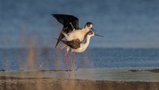 �ڳ᳤����(�ȱ�)