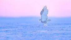 ѩԭ�^Ӱӳϼ��