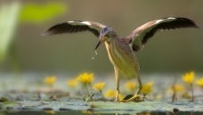 �ư�έ�Z-ץ��