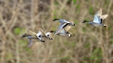 2026��4�����ܺӹ�԰11ֻ����Ѽ�ҿ����ڴ�