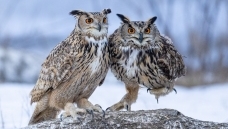 ����̽��