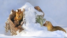 ѩ���е�С�ھ�