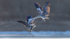 �Ӹ����¡�������