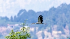 ǯ����
