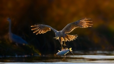 ��ץ����