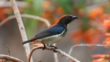 �챳�Ļ���