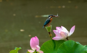 �������С��