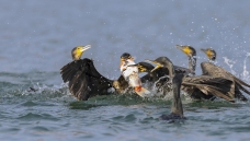 ף������꼪�飬�����ɹ�