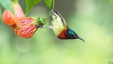 ҡ��