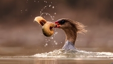 ��ɳ����