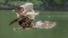 �g����ʳ   ����-�Ĵ�