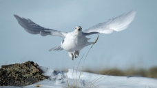 ��β����