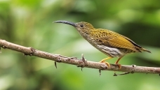 ���з�������ң