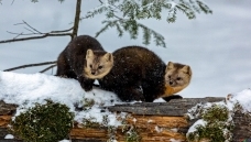 �����ֵ�
